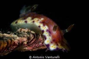 This is a beautiful Goniobranchus collingwoodi, common na... by Antonio Venturelli 
